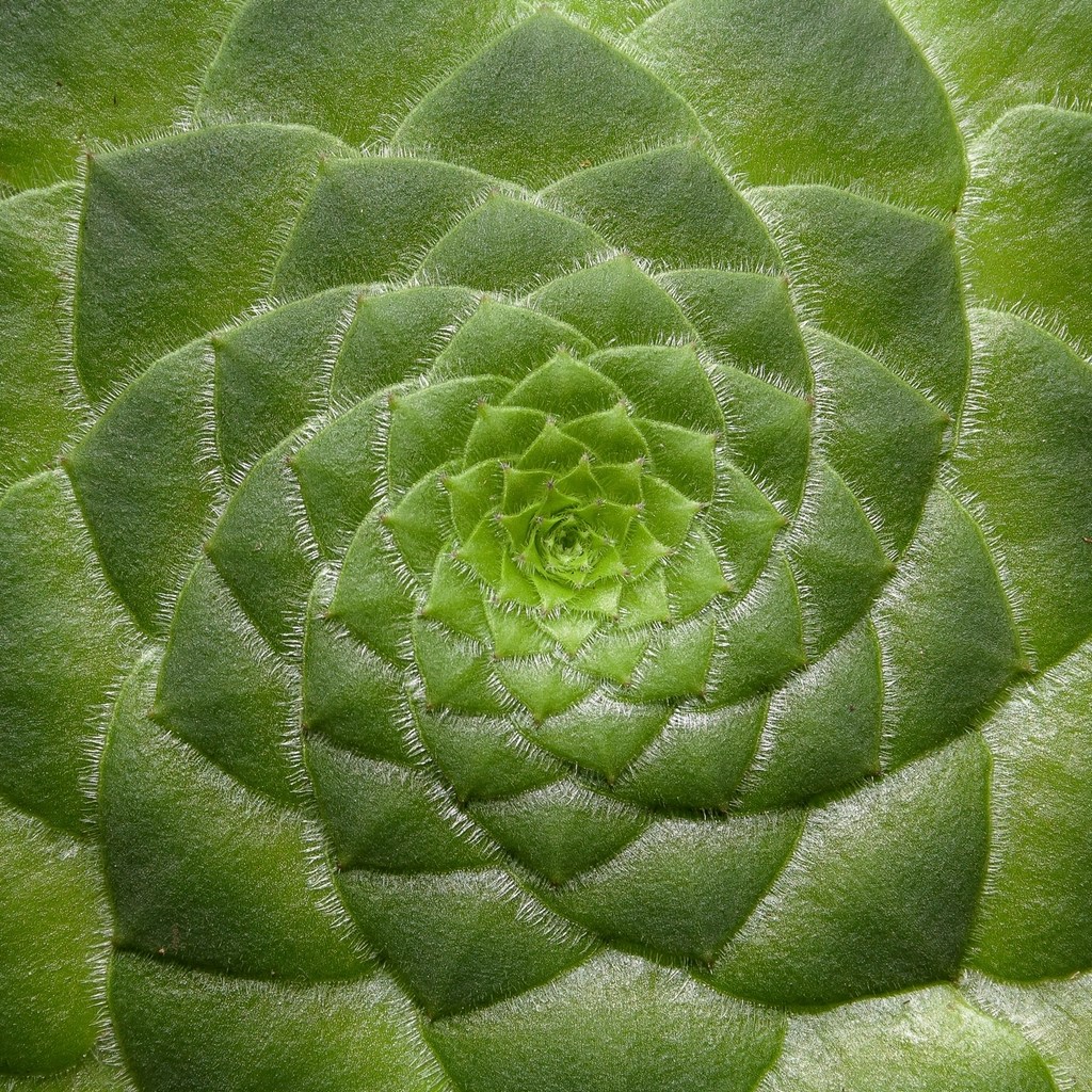 Relational Environmental Values might be shared across&nbsp;cultures